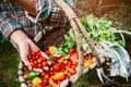 Vegetable picking in a garden